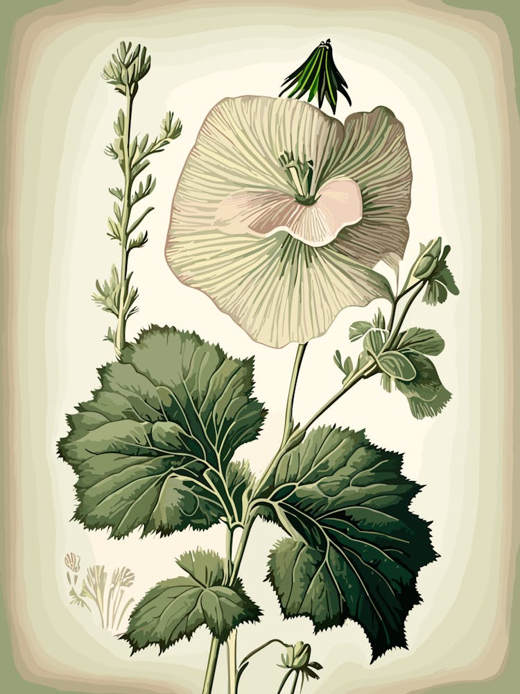 Marsh Mallow Wildflower Vintage Botanical 1