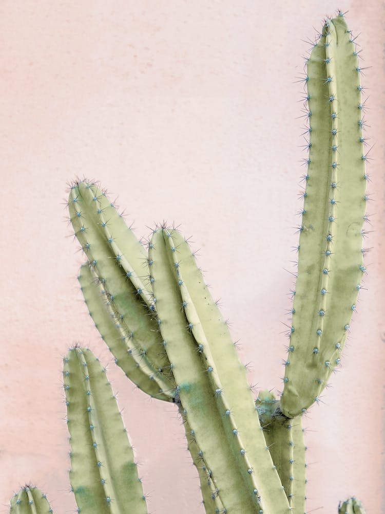 Pink Cactus