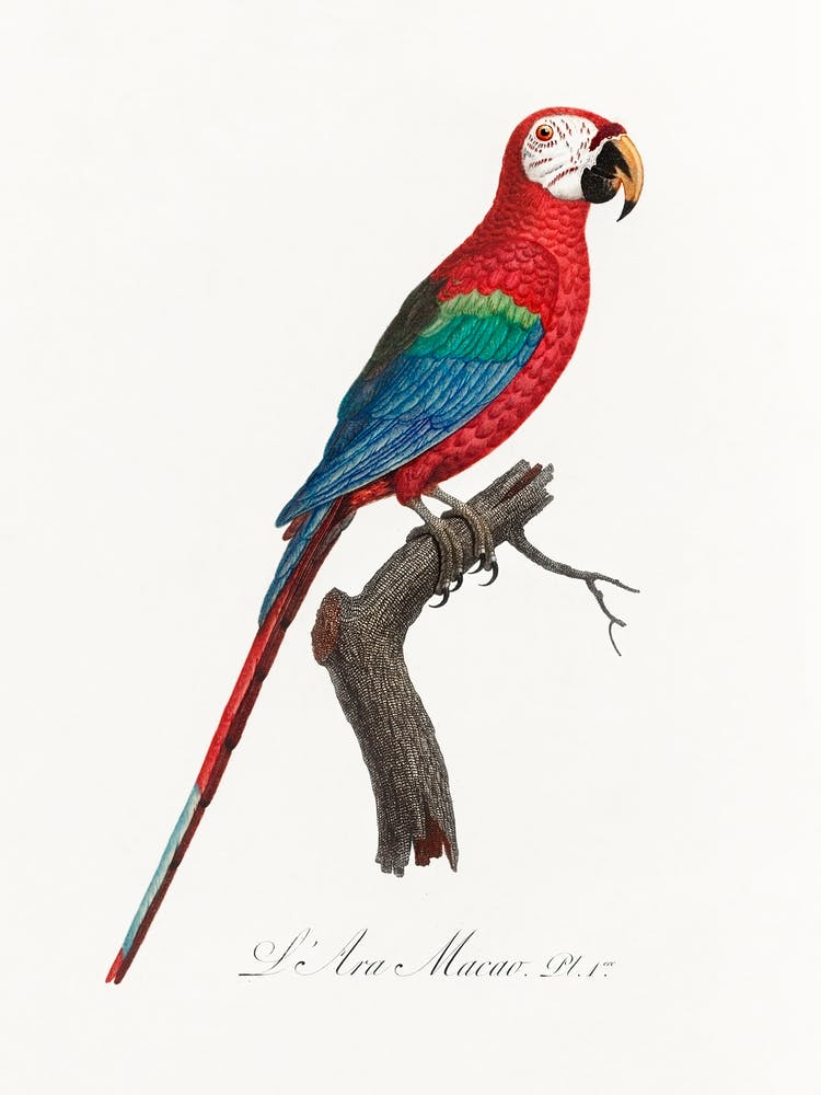 Scarlet Macao From Natural History Of Parrots, Francois Levaillant