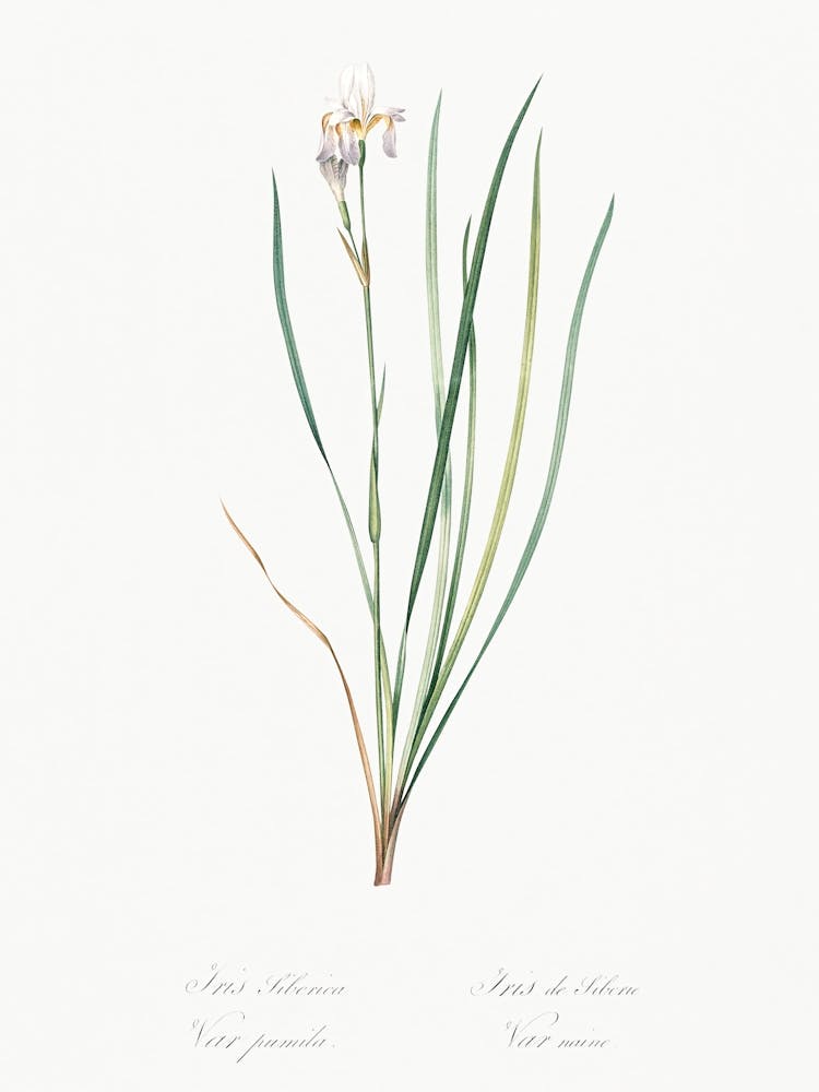 Siberian Iris Illustration From Les Liliacées (1805), Pierre Joseph Redoute