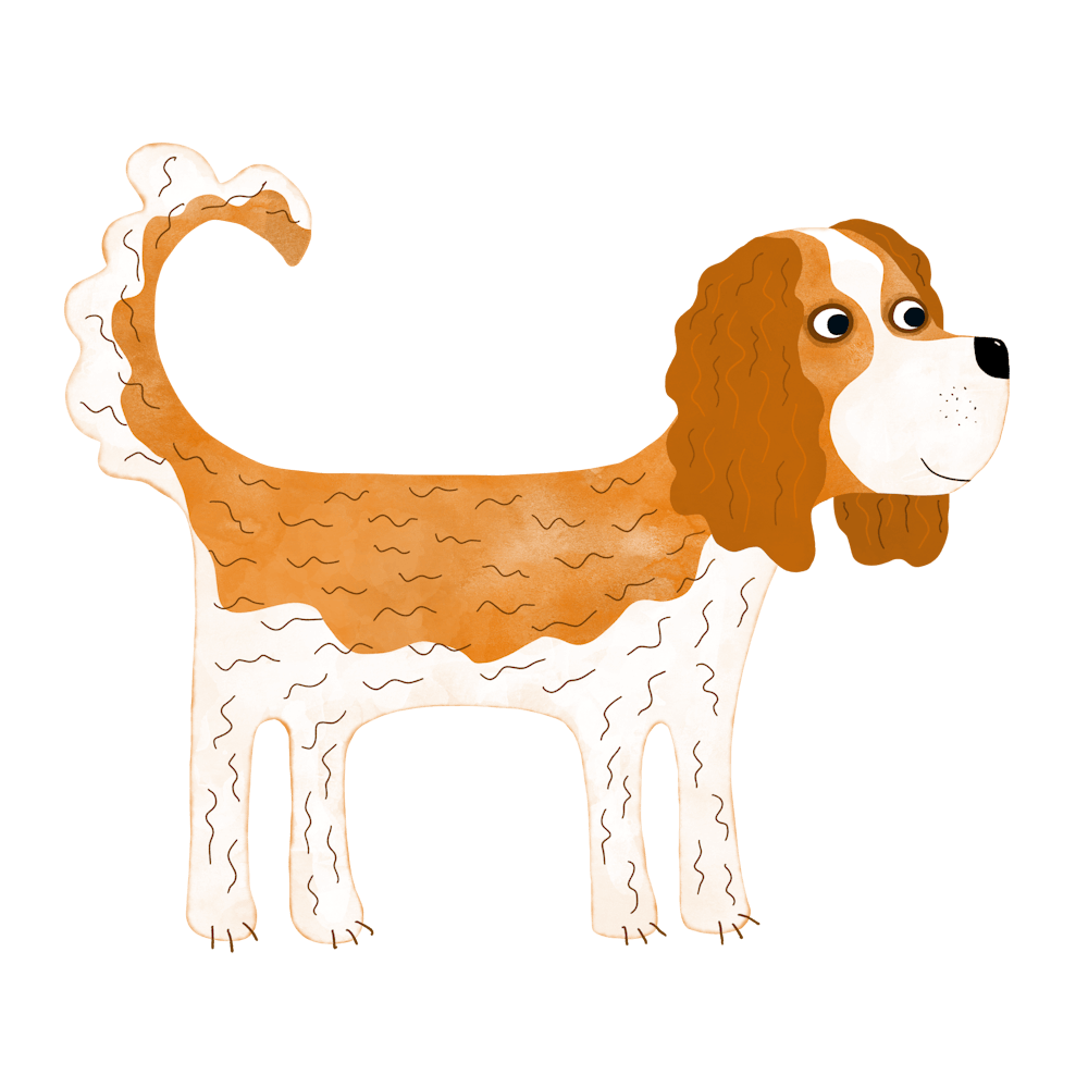 Cavalier King Charles Spaniel Blenheim