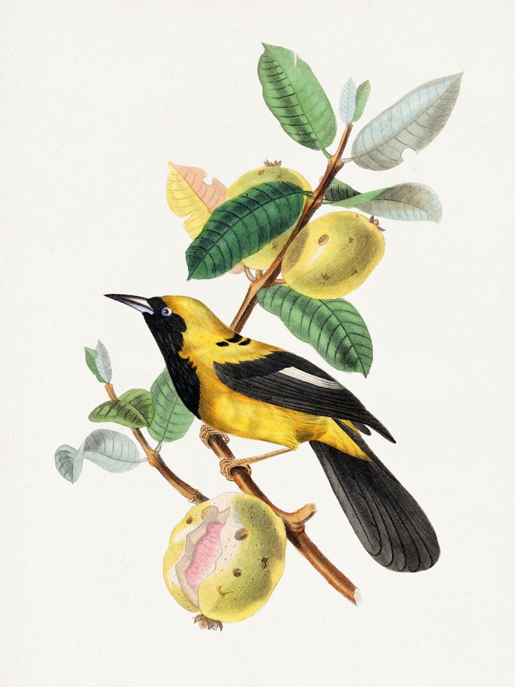 Bird Perched On A Branch