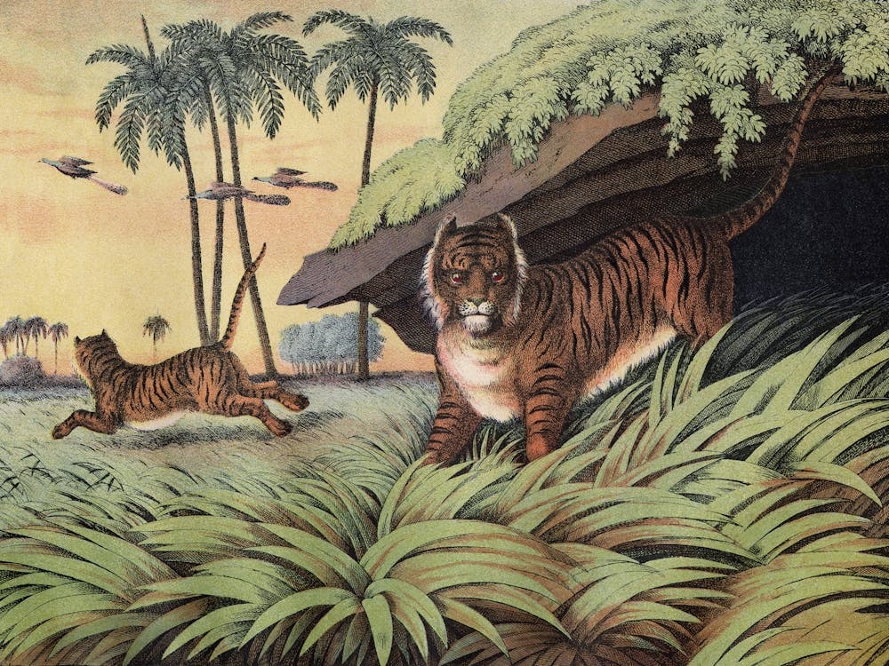 Vintage Kolb 2 Tafel 13 Tiger