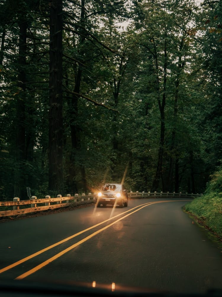 Headlights in the Forest