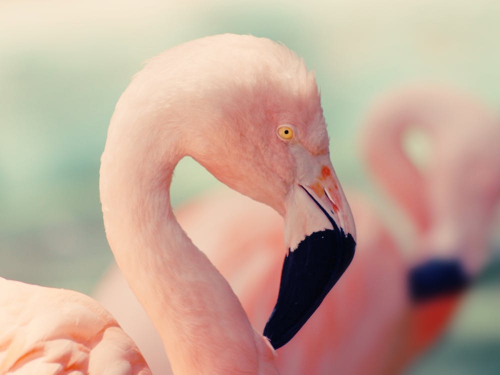 Flamingo Closeup