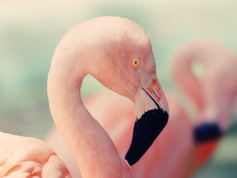 Flamingo Closeup