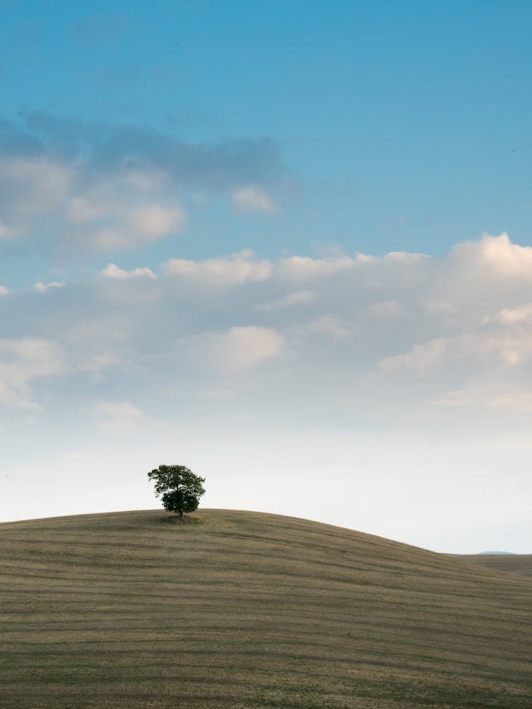Arbre toscan solitaire