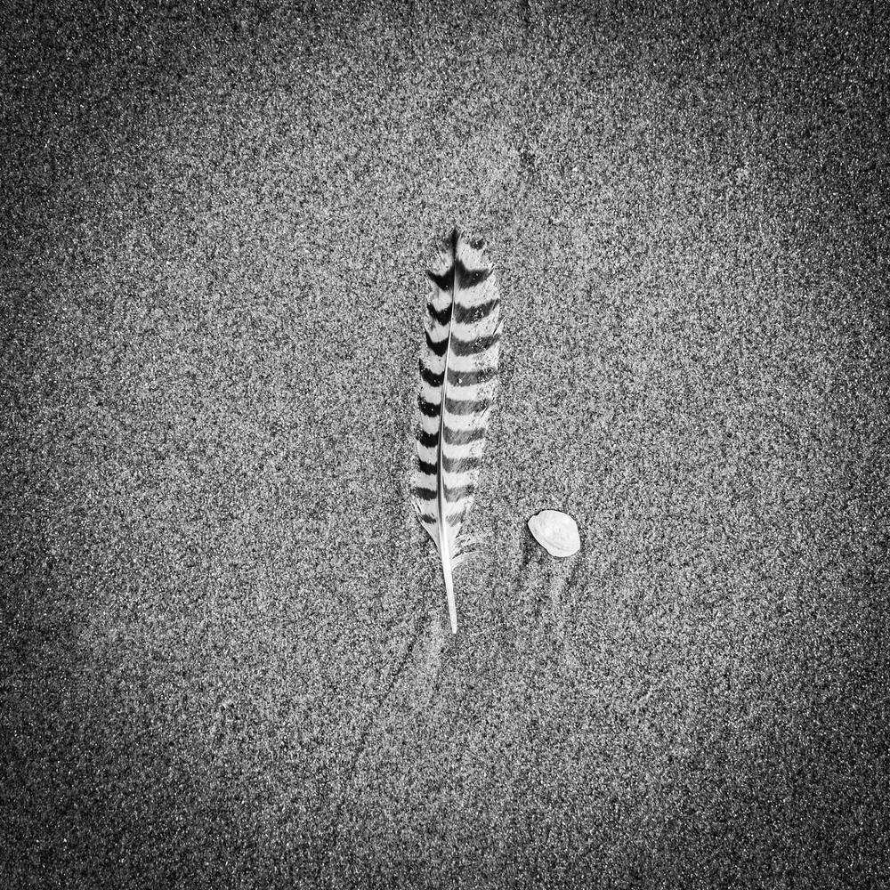 Bird feather & a seashell on the Beach // Travel Photography