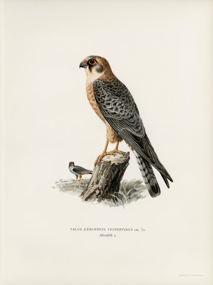 Red Footed Falcon Female (Falco Vespertinus), The Von Wright Brothers