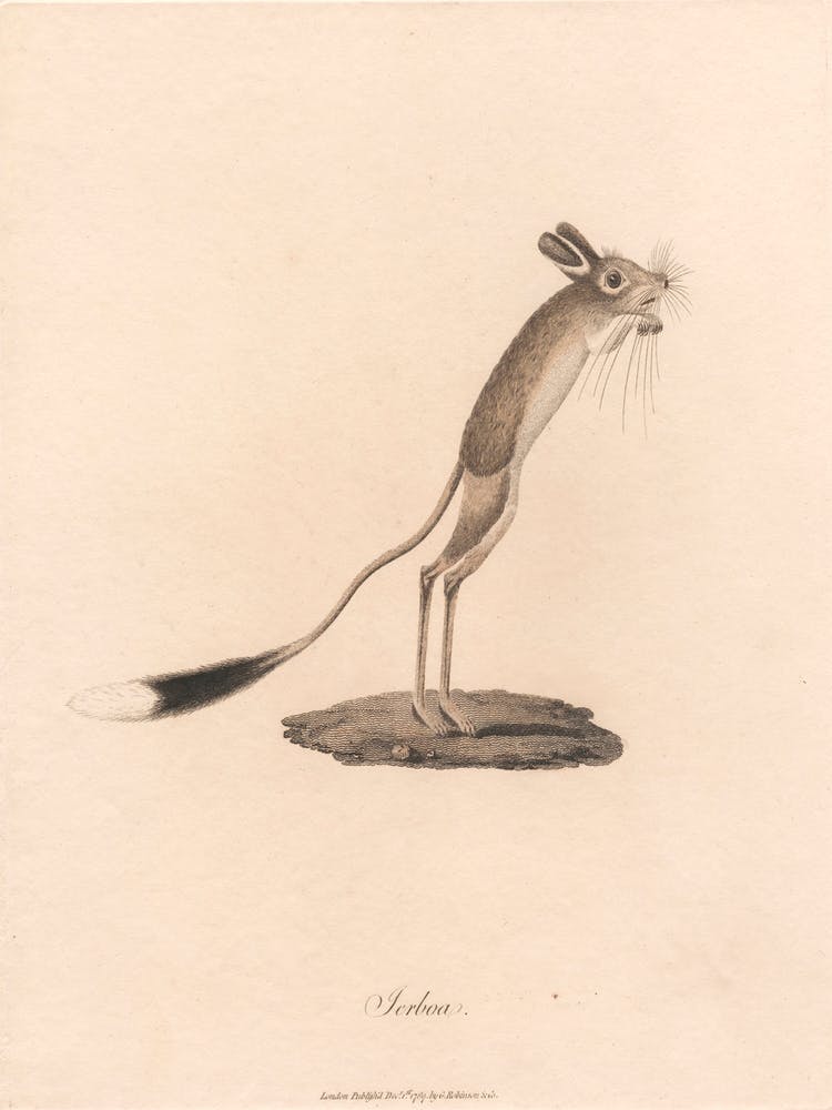 Jerboa, James Heath