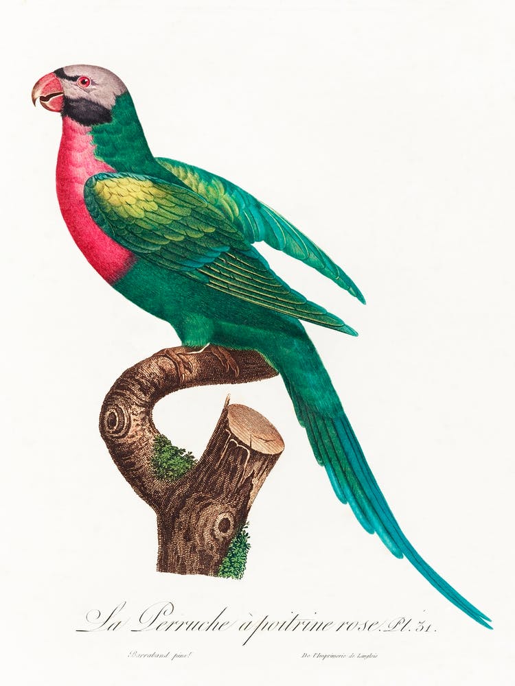 The Red Breasted Parakeet From Natural History Of Parrots, Francois Levaillant