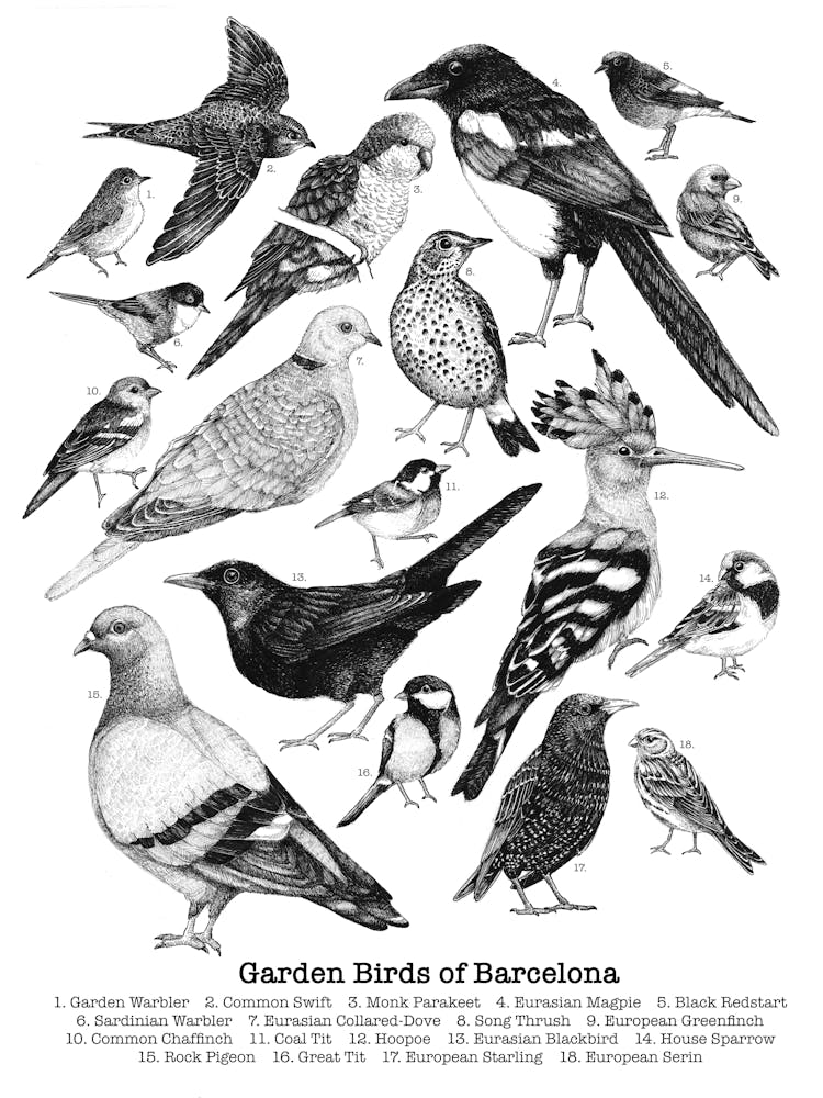 Garden Birds Of Barcelona In Black And White Ink