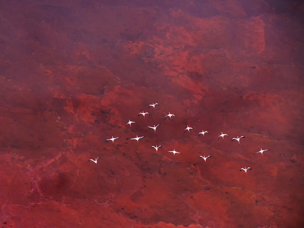 Red Land