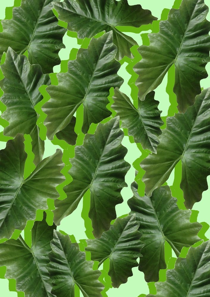 Tropical Leaf