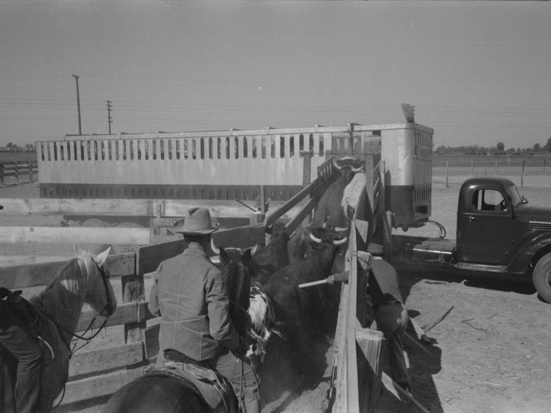 Untitled Photo, Possibly Related To Brawley, California, Loading Cattle Into Trailer For Shipment To Market By Russel