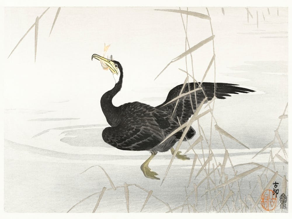 Japanese Cormorant Catching Fish (1900 1910), Ohara Koson