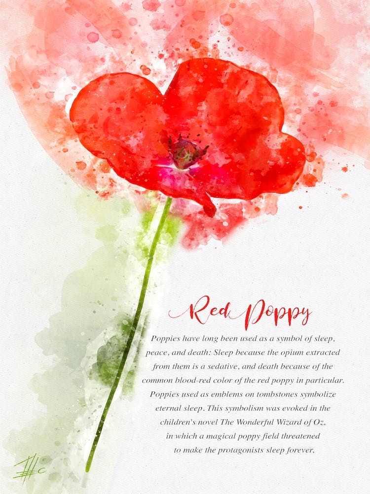 Coquelicot rouge