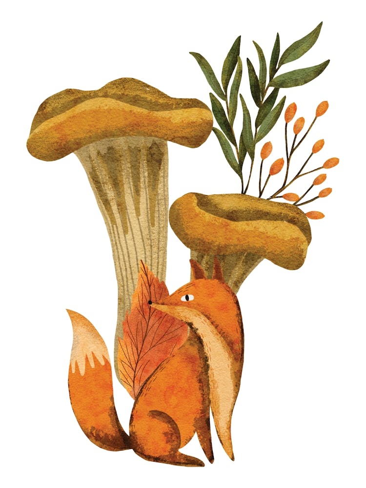 Woodland fox and oyster mushroom