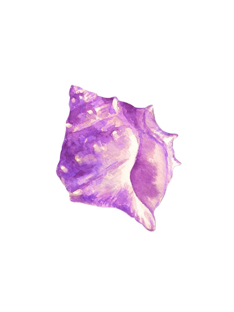 Purple Conch Shell