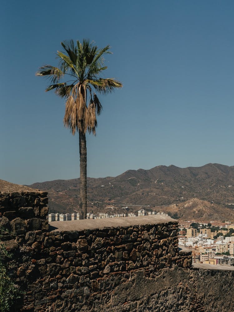 Palm tree on the wall, Malaga, Spain 1