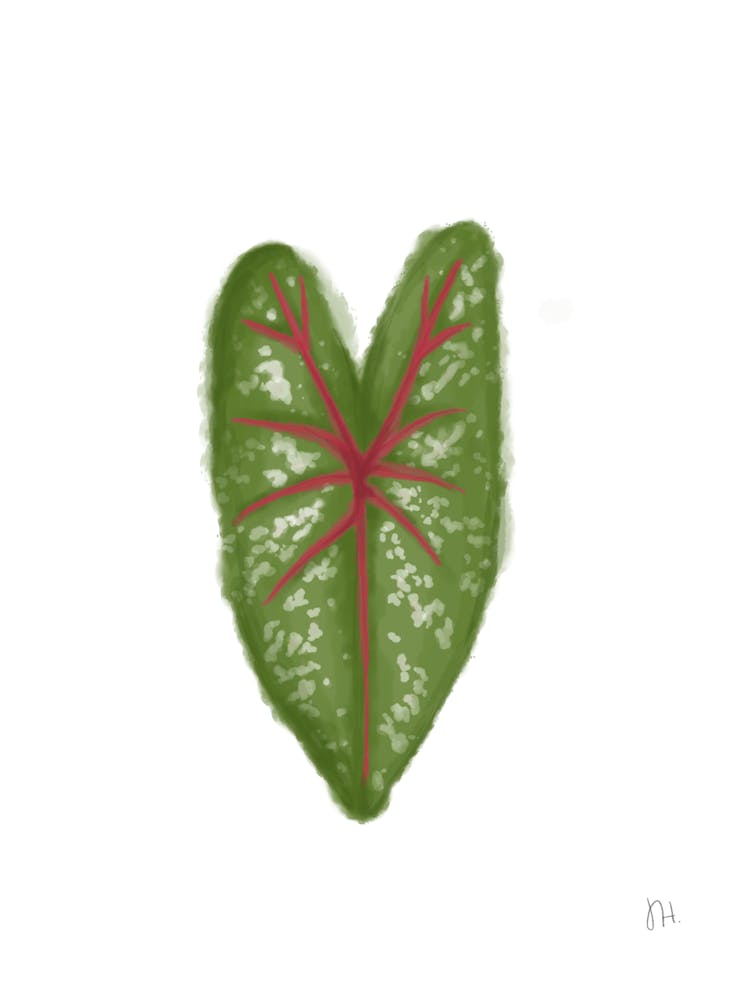 caladium