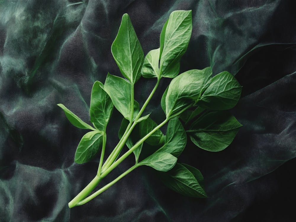 Fresh Basil