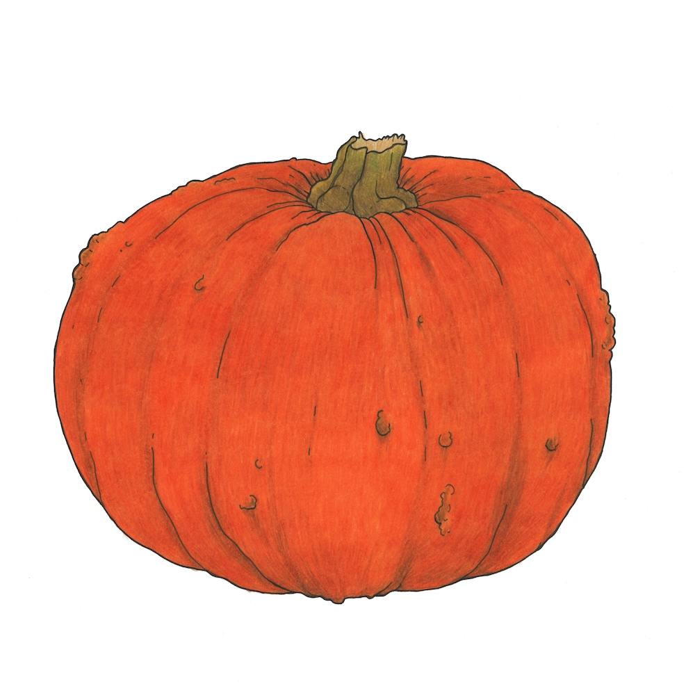 Pumpkin Study