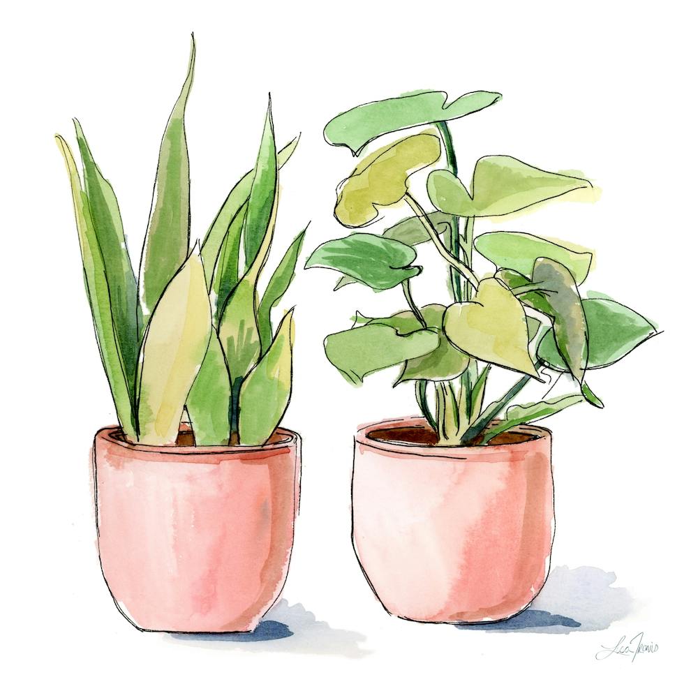 2 House Plants Square
