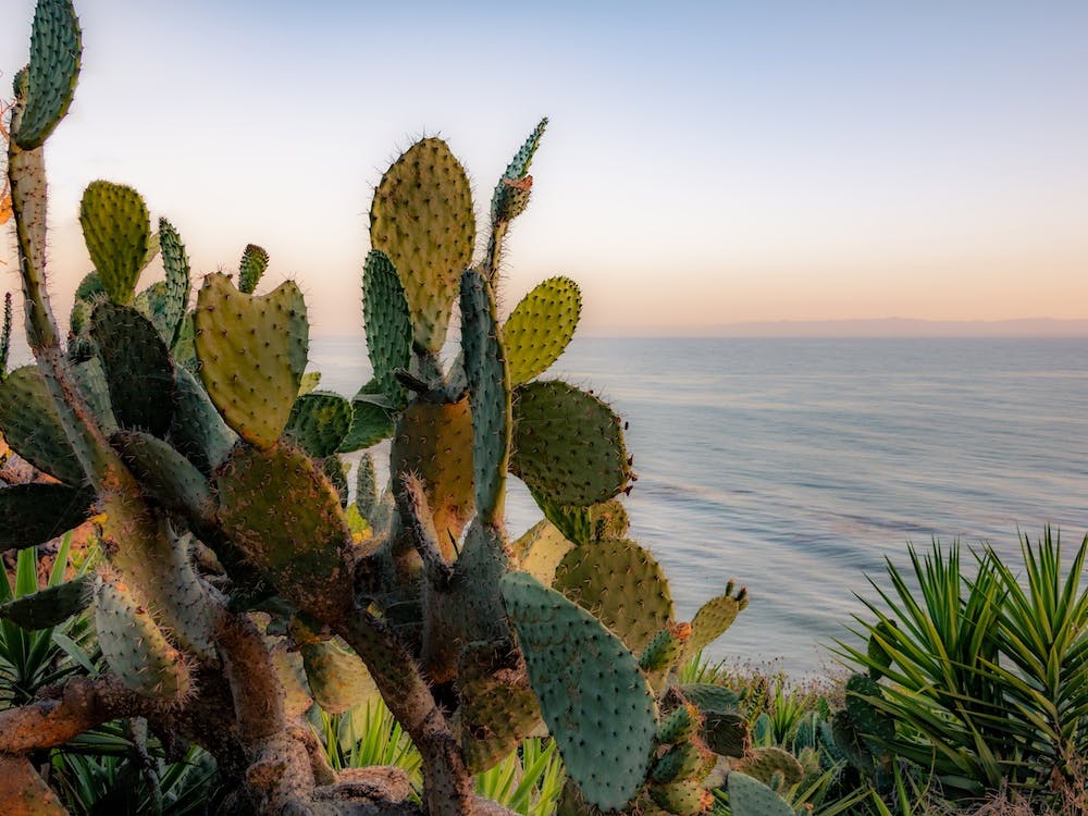 Sunset Cactus
