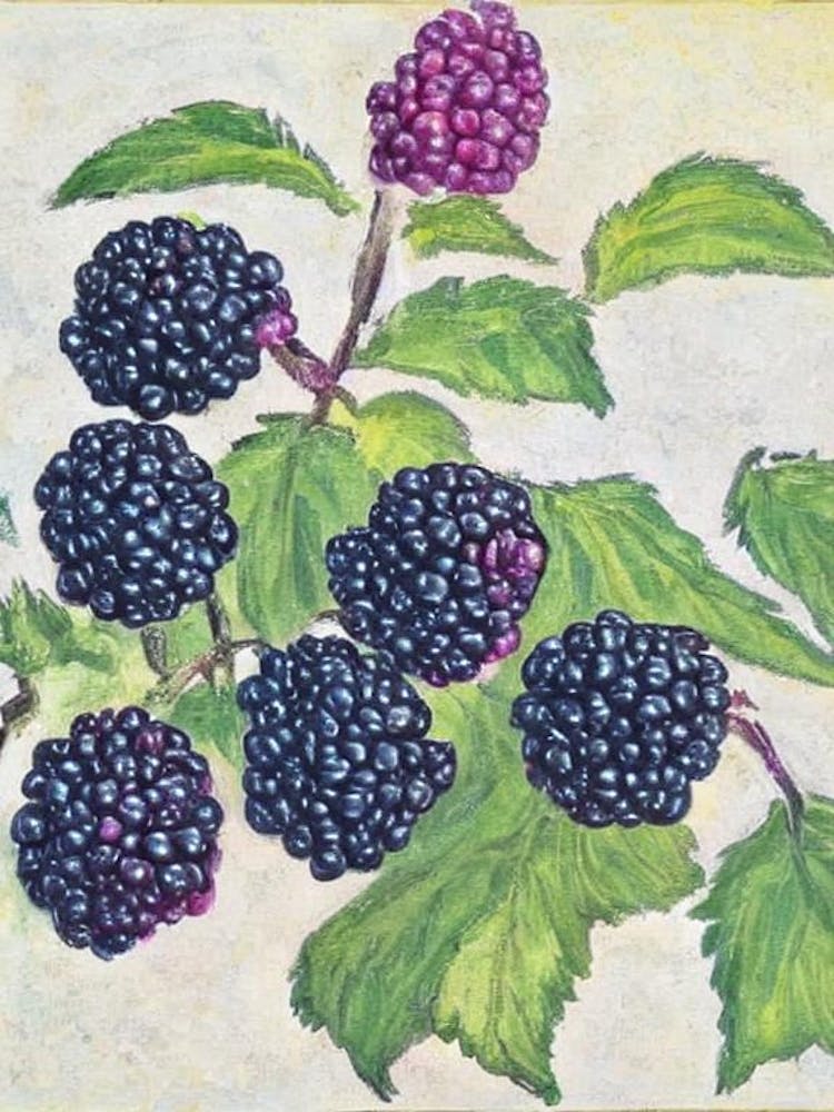 Fruit Esquisse Vintage Framboise Noire