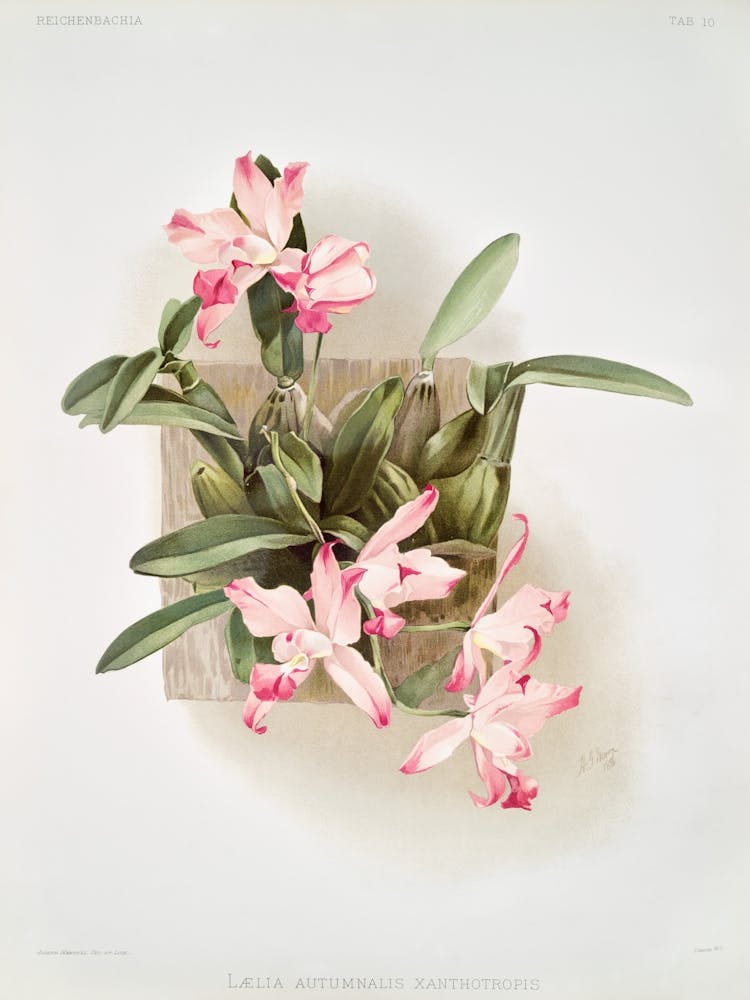 Pink Orchids 1