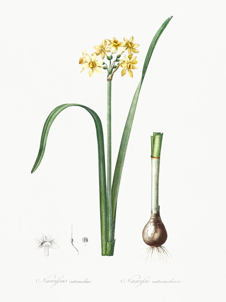 Cowslip Cupped Daffodil Illustration From Les Liliacées (1805), Pierre Joseph Redoute 1
