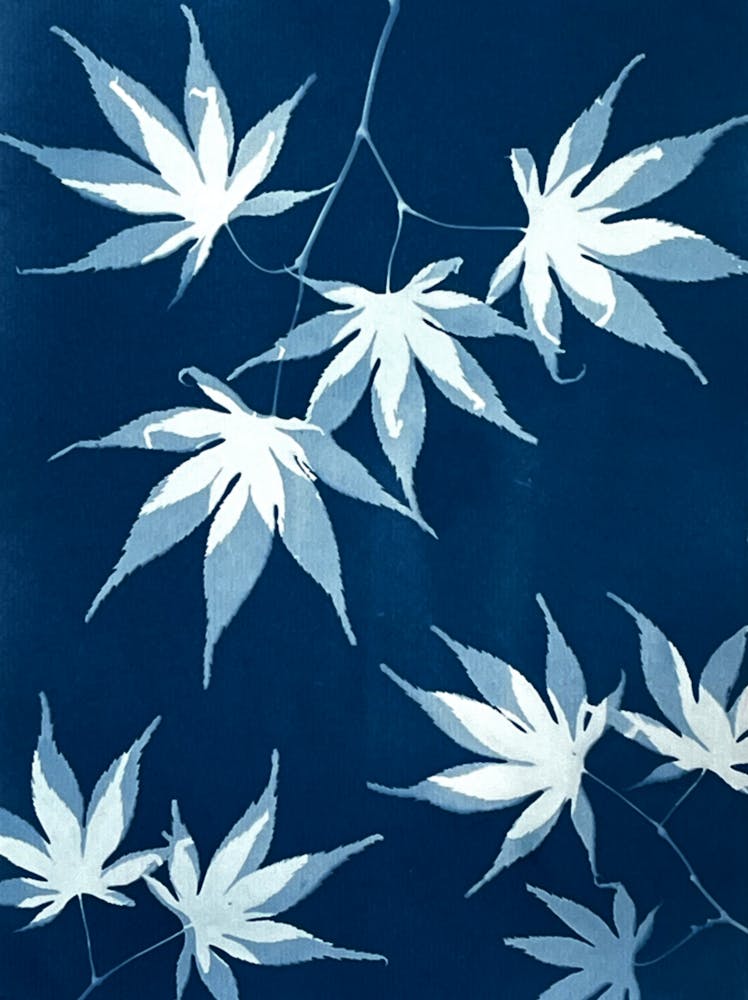 Blue Japanese maple leaf cyanotype