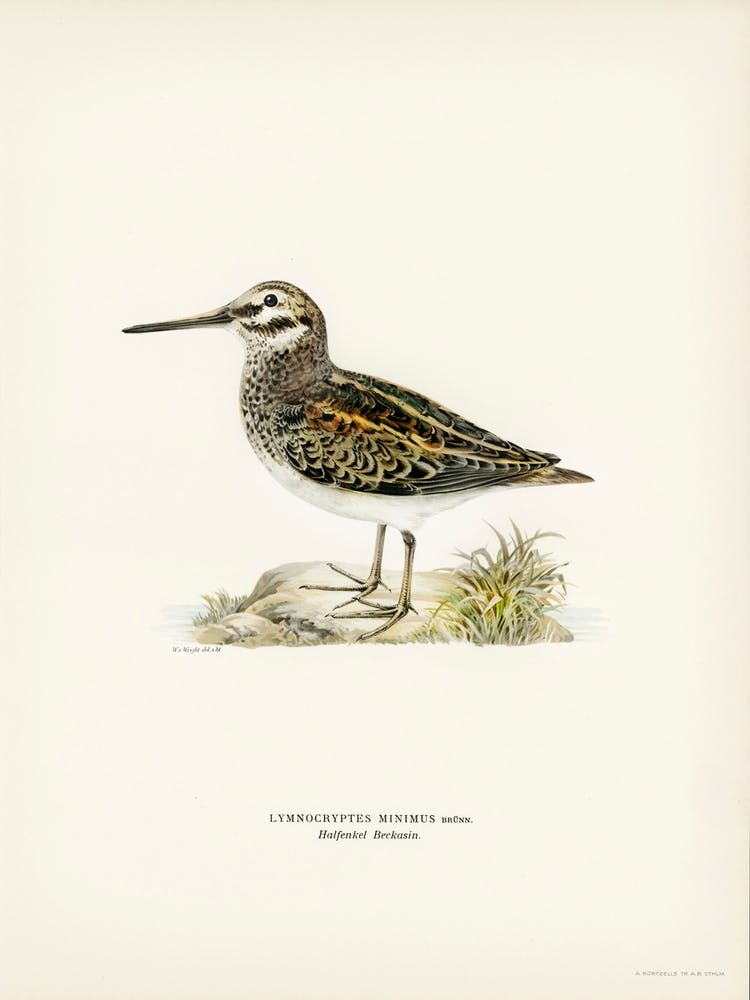 Jack Snipe, The Von Wright Brothers