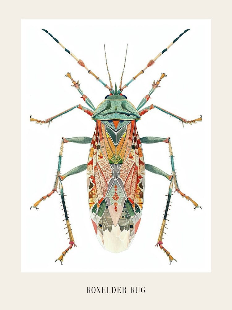 Colourful Insect Illustration Boxelder Bug 13 Poster