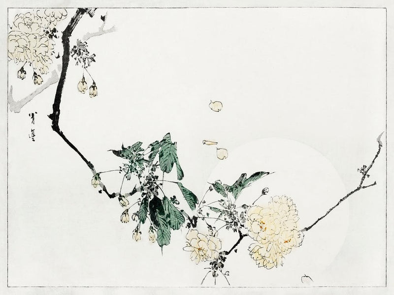 Cherry Blossom, Illustration From Bijutsu Sekai (1893 1896), Watanabe Seitei