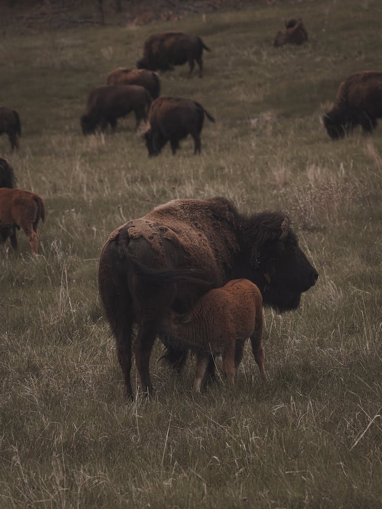 Nursing Bison Calf