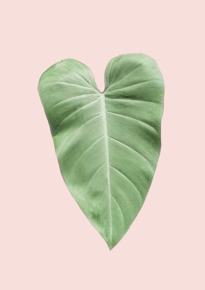 Blush Elephant Ear