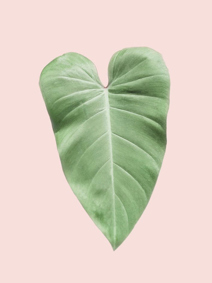 Blush Elephant Ear