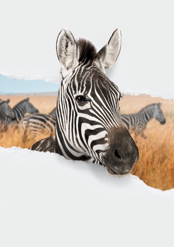 Zebra Torn Paper