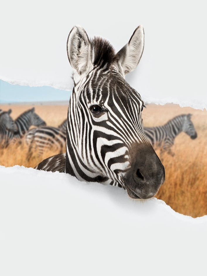 Zebra Torn Paper