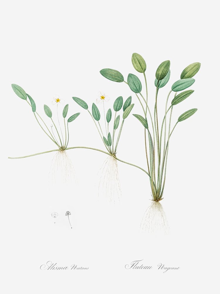 Floating Water Plantain Illustration From Les Liliacées (1805), Pierre Joseph Redoute