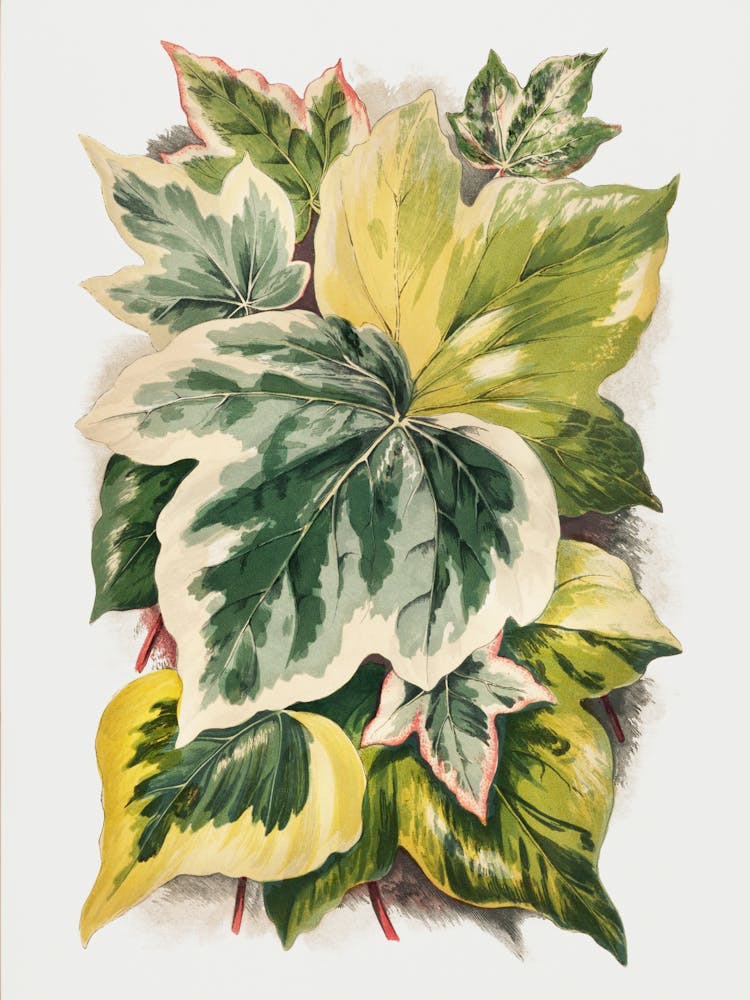 Ivy11
