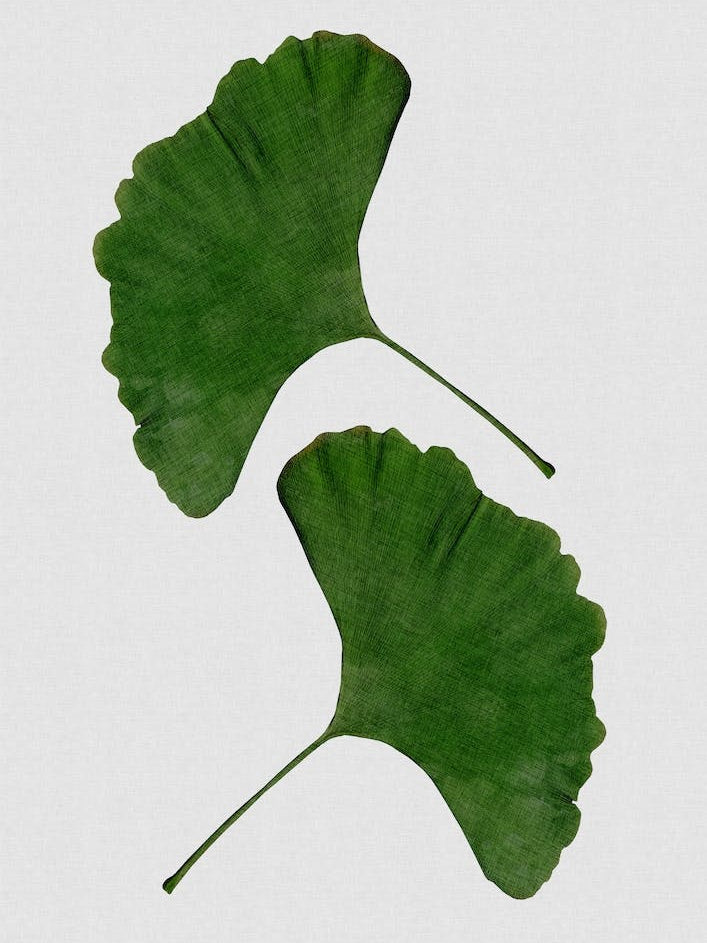Ginkgo Leaf II