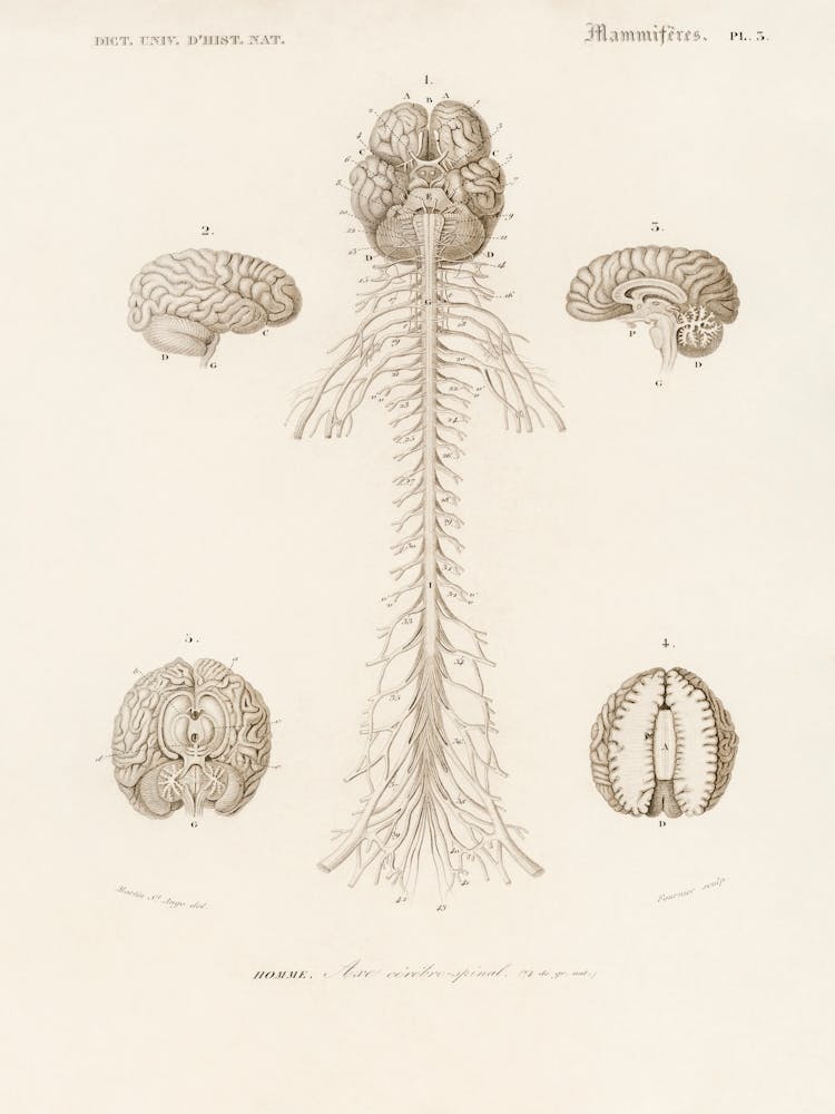 Human’S Brain, Charles Dessalines D' Orbigny