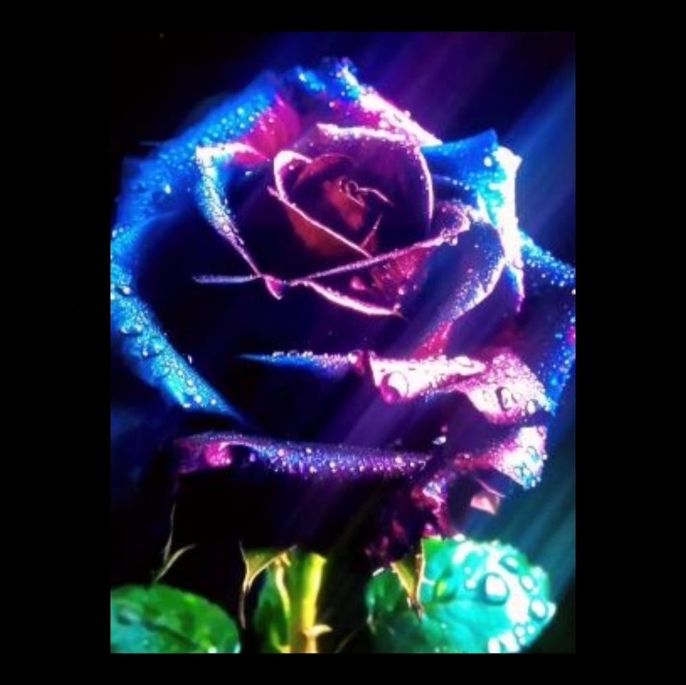 Purple Rose