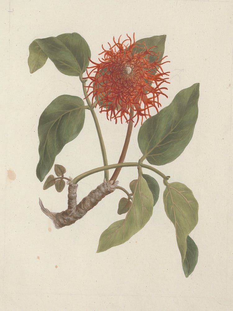 Lucky Bean, Luigi Balugani