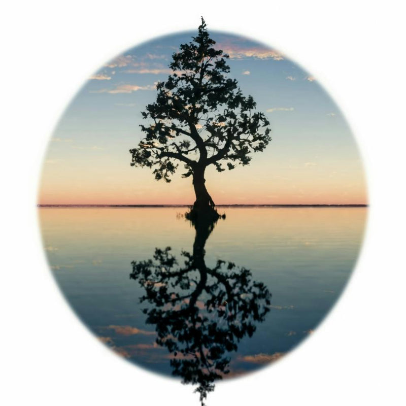 Tree Of Life 12