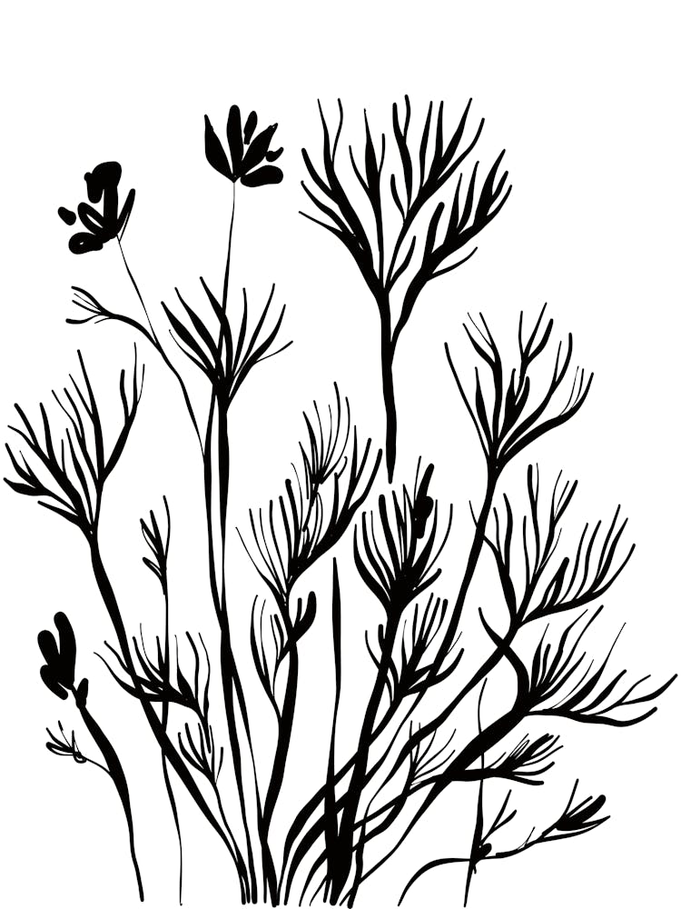 Black And White Drawing Of Plants