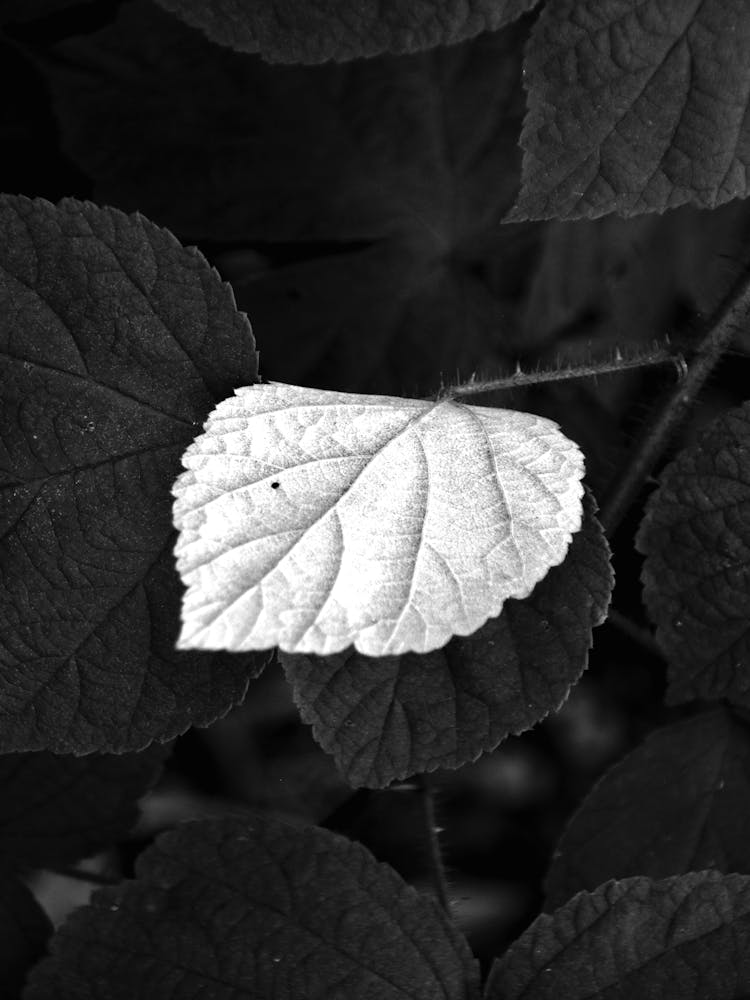 White Leaf BW